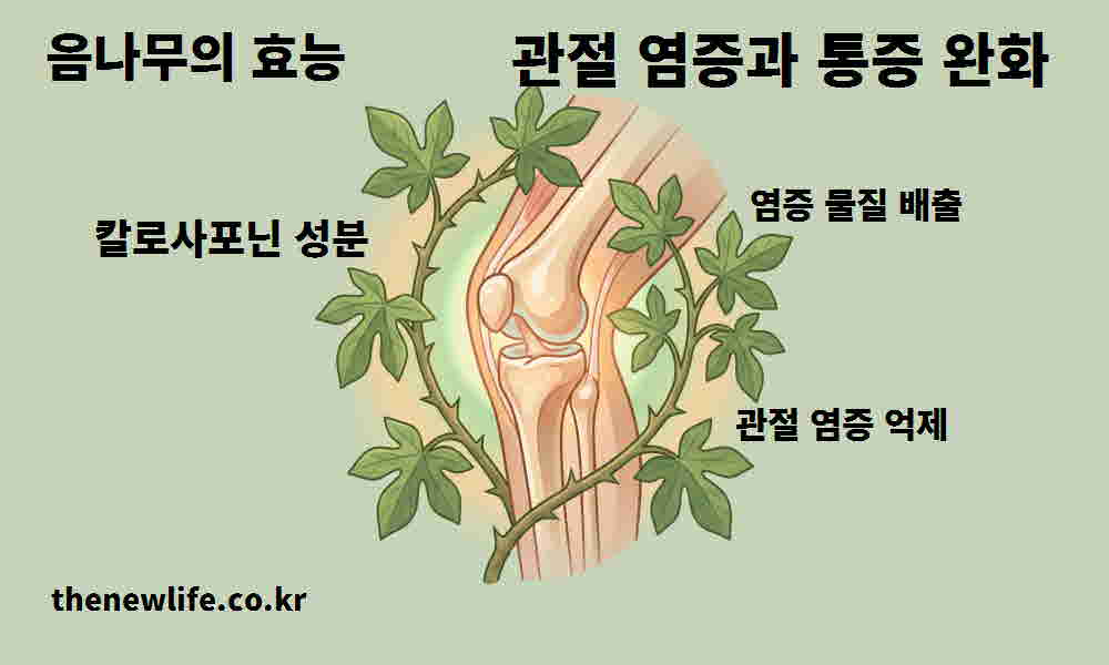 음나무 효능 관절 염증 통증 완화