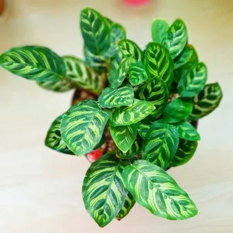 칼라데아 물주기 잎말림원인 습도관리 분무요령 시니어 맞춤 가이드_9