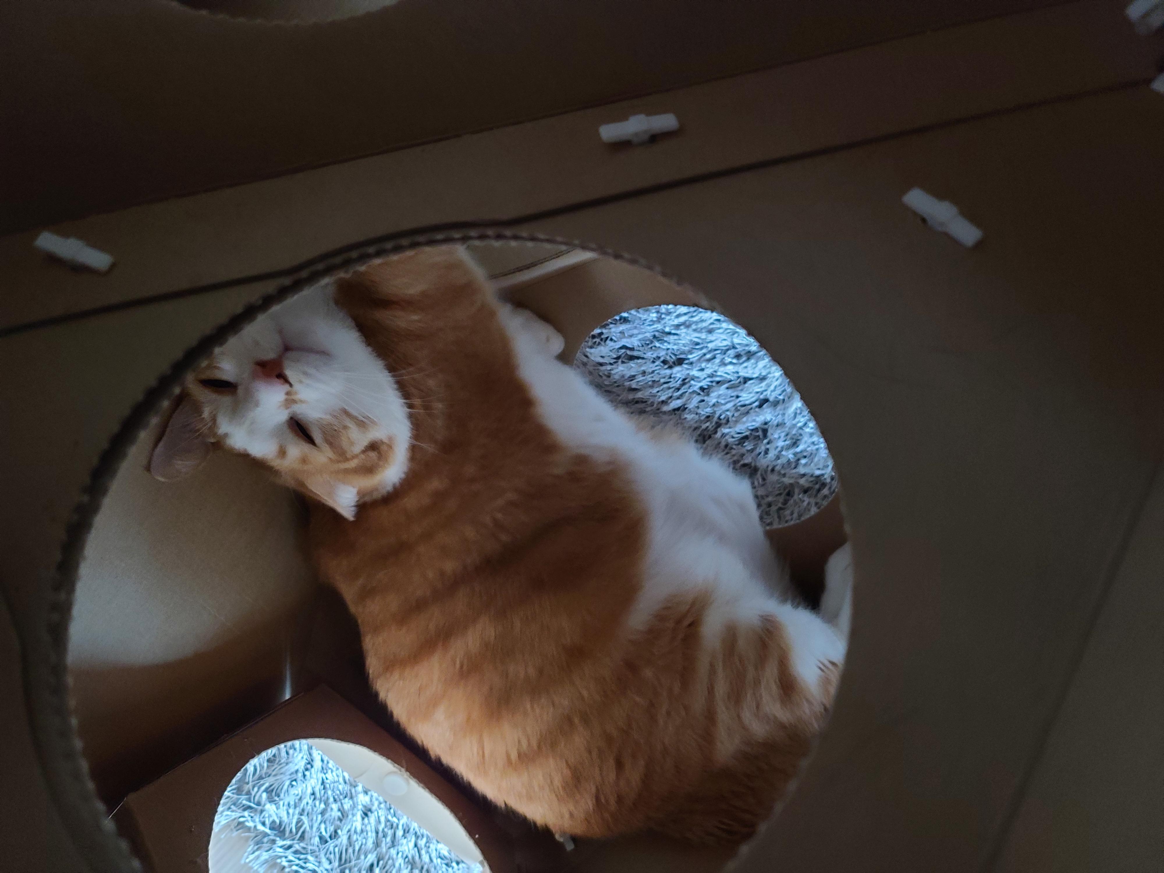 엄마가 부르면 언제든 달려오는 귀여운 고양이 호야