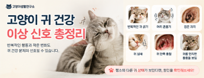 집사가 알려주는 고양이 귀진드기부터 외이염까지 집에서 확인할 수 있는 귀 건강 관리법 귀가 가려운 이유