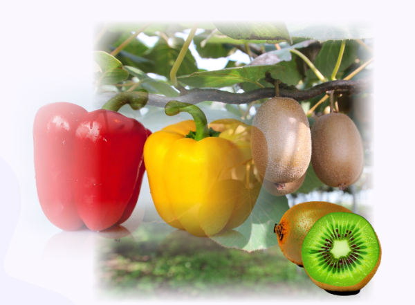 비타민 피망과 키위 채소과일