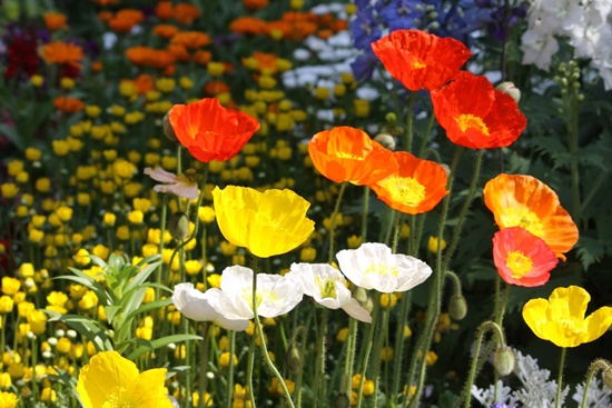 관상용 개양귀비 꽃, 꽃말/효능/키우기