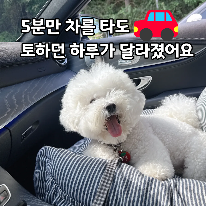 차량 이동 중 멀미 증상을 보이는 강아지 모습