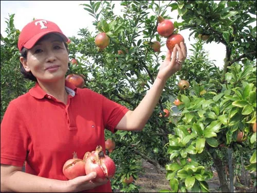 석류 재배 전정 요령 착과 관리 고온 피해 예방_7