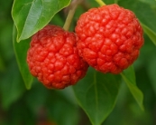 꾸지뽕 열매의 효능