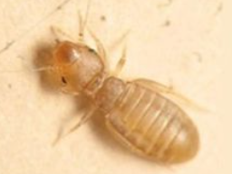 먼지다듬이 벌레/출처:다음이미지