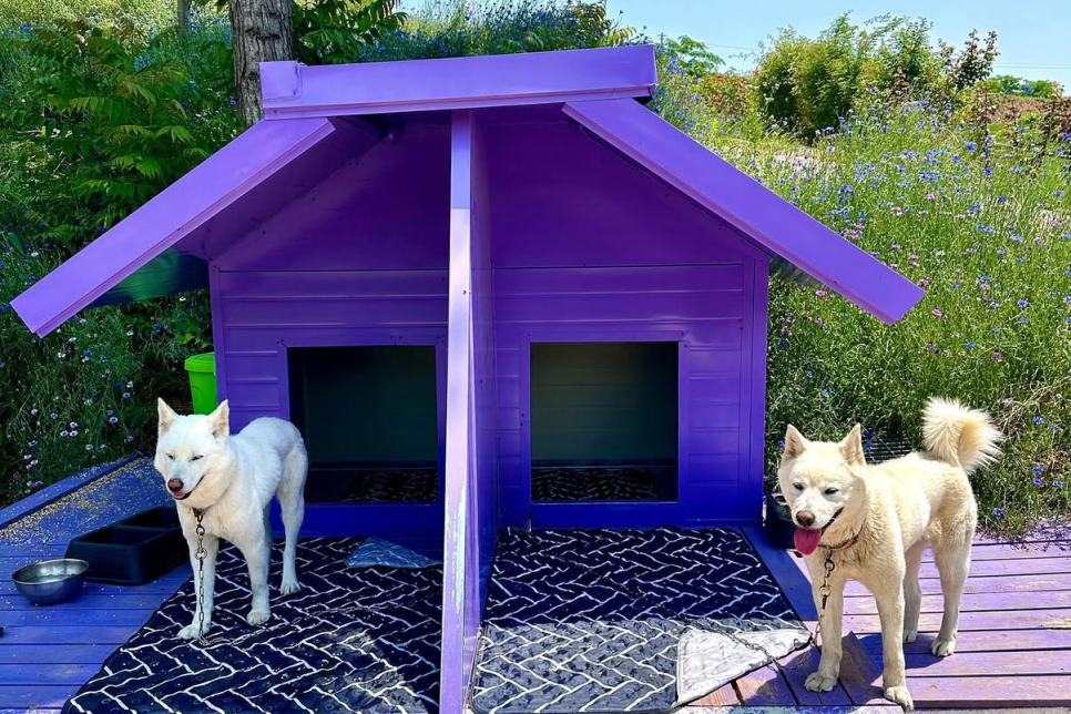 고성 하늬라벤더팜 라벤더 축제