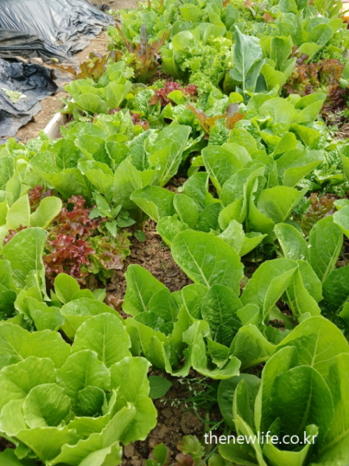 Top view of romaine lettuce field mixed with red and green varieties – 적상추와 함께 자라는 로메인 상추밭 전경