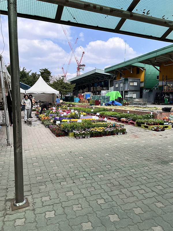 창동 하나로마트에서 판매 중인 다양한 화훼