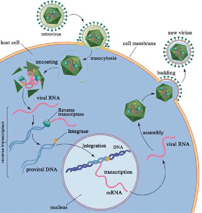 레트로바이러스 감염