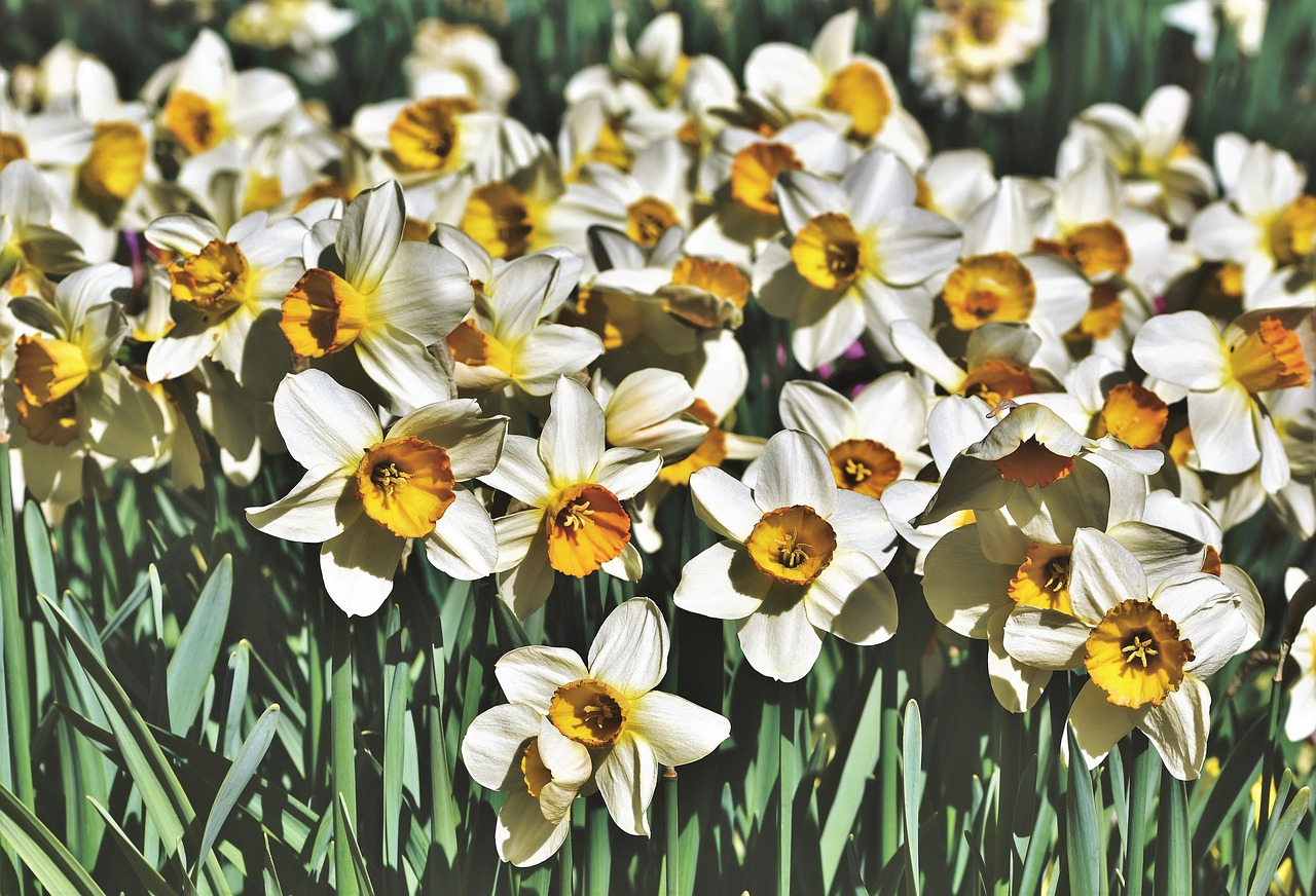태안 네이처월드 빛축제 꽃정원