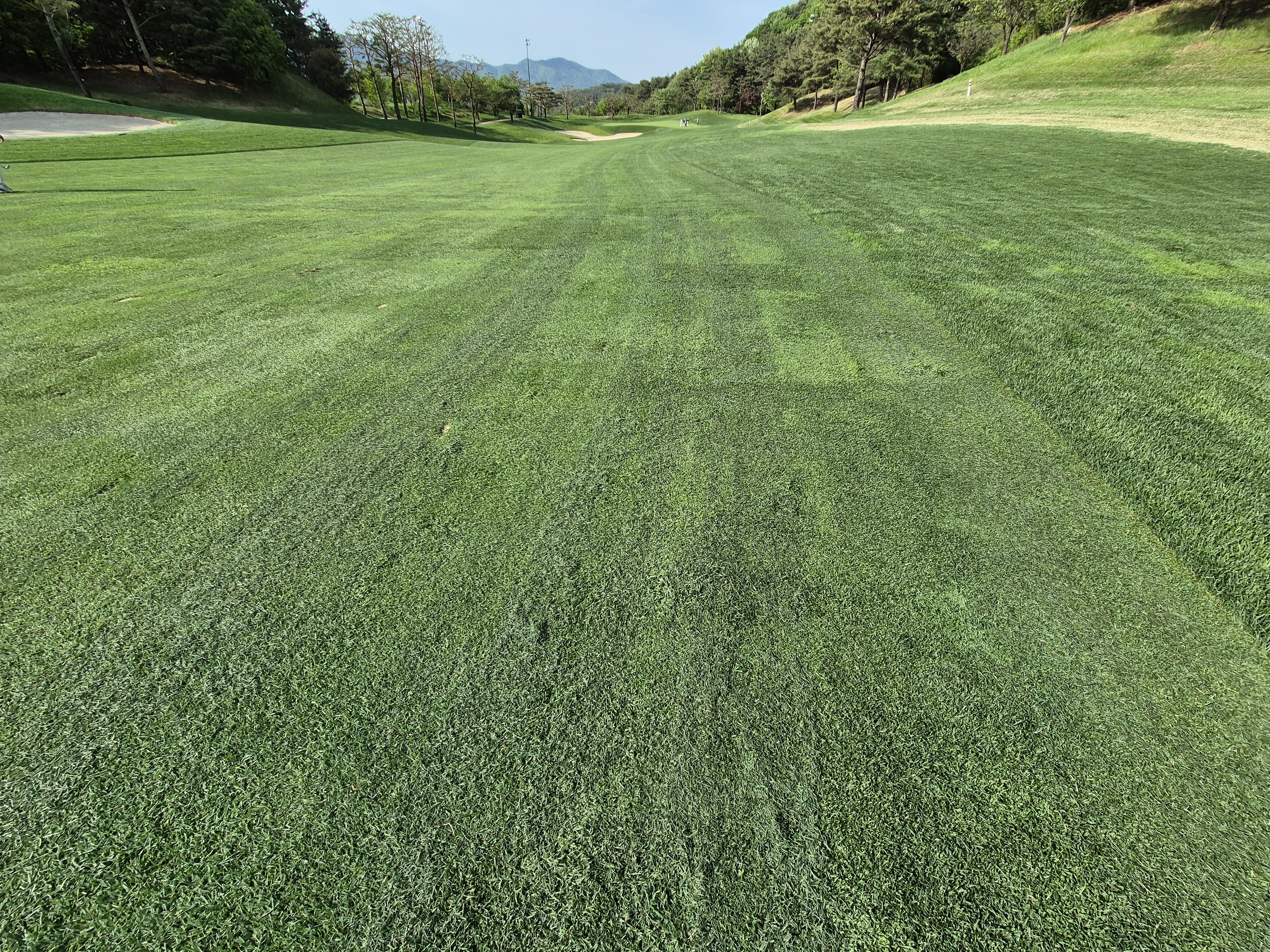 베어크리크cc 크리크코스