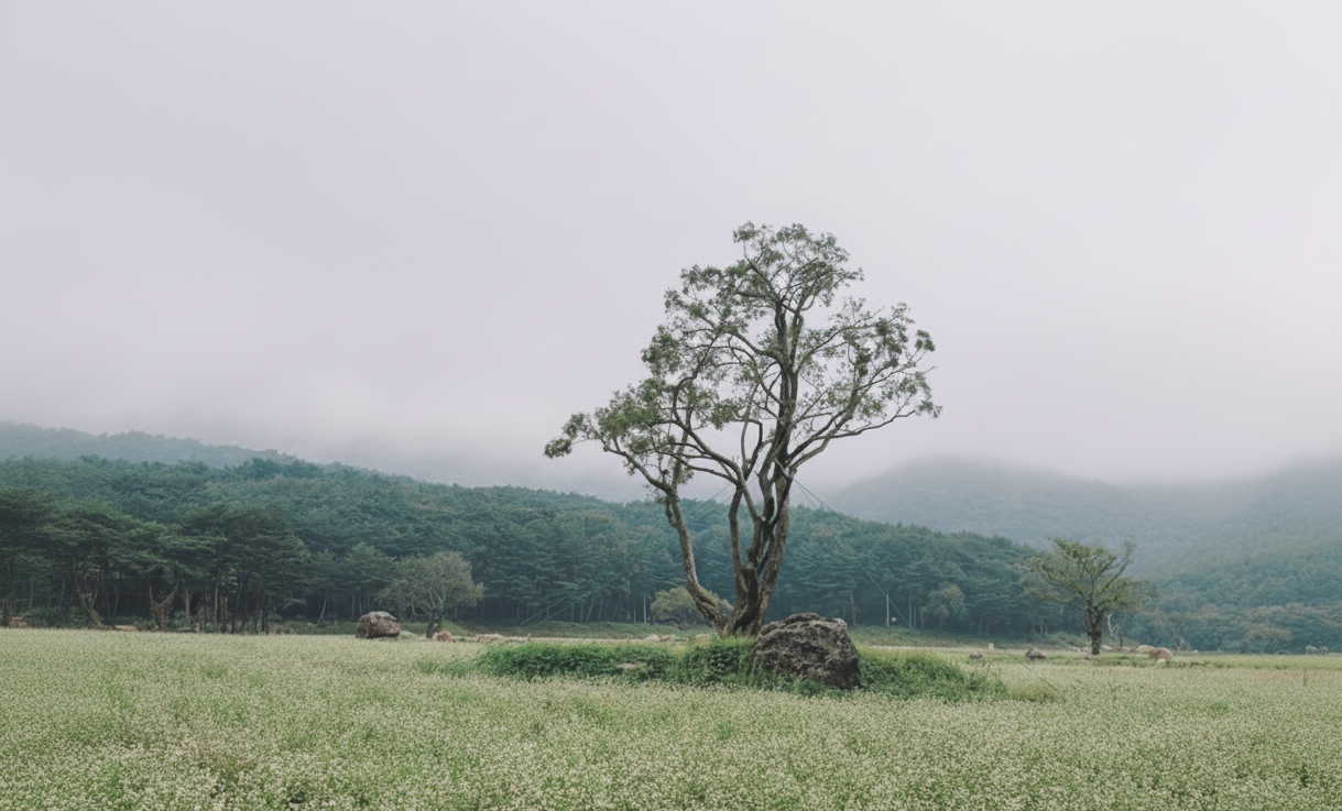 통도사 극락암 메밀꽃밭 가을 풍경 - 한국 전통 사찰과 하얀 메밀꽃의 조화