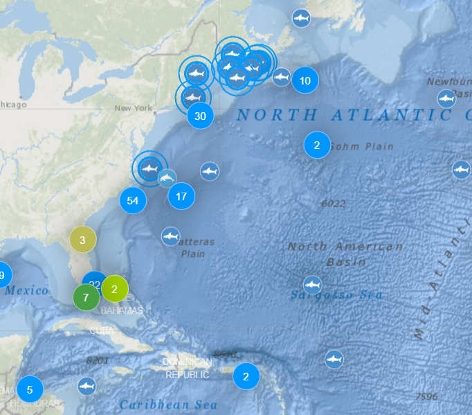 상어 추적 사이트에서 확인한 상어 이동 경로