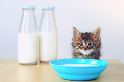 고양이에게 우유