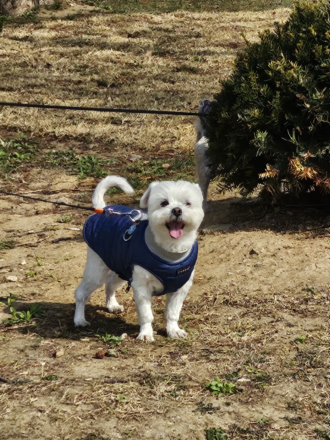 산책해서 기분 좋은 강아지