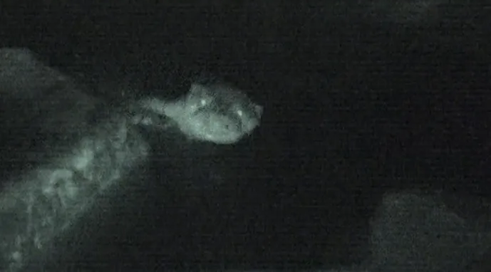 TV 동물농장 비단잉어