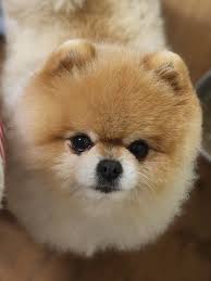 포메라니안의 얼굴 사진