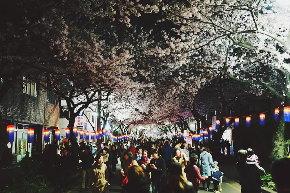 제주관광공사 제공 전농로 왕벚꽃 터널 사진