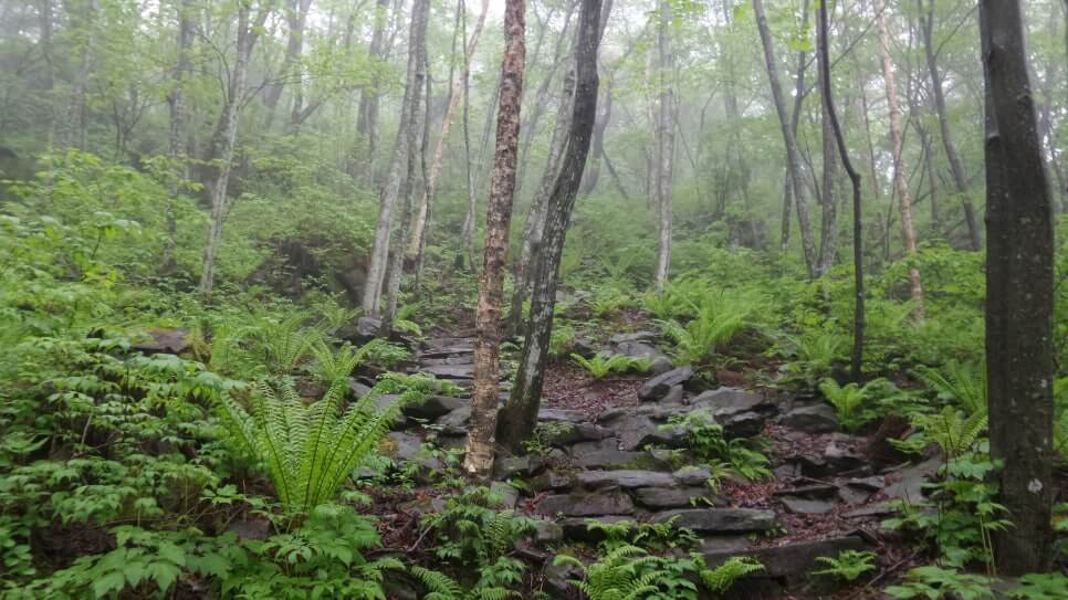 100대 명산 등산하기 마흔세번째 정선 가리왕산 깊은 원시림과 청량한 산세가 살아 숨 쉬는 강원도의 숨은 명산