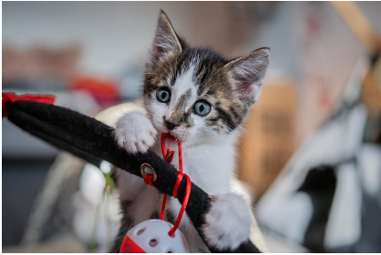 고양이 귀 모양으로 보는 감정 언어 해석법 - 귀가 말하는 마음의 신호