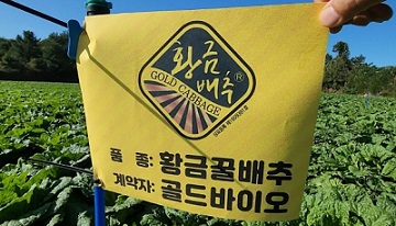 황금꿀배추