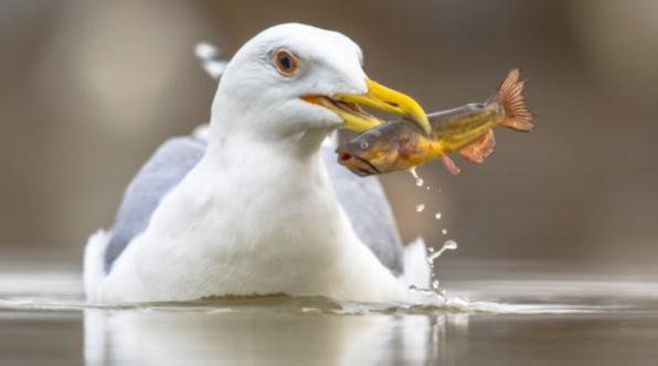 갈매기가-부리로-물고기를-잡고-있는-것을