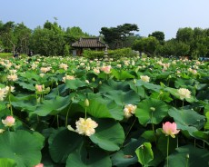 세미원 연꽃축제