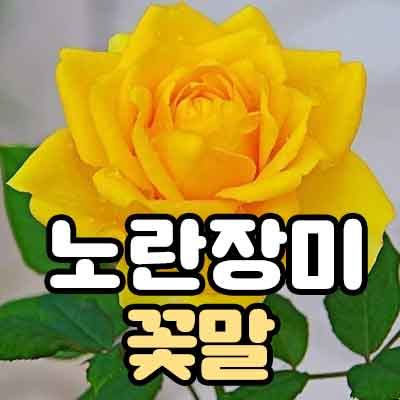 노란장미 꽃말