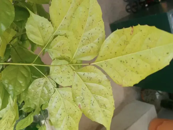 화분 진딧물 퇴치 천연살충 레몬오일 비누물 통풍환경 개선_3