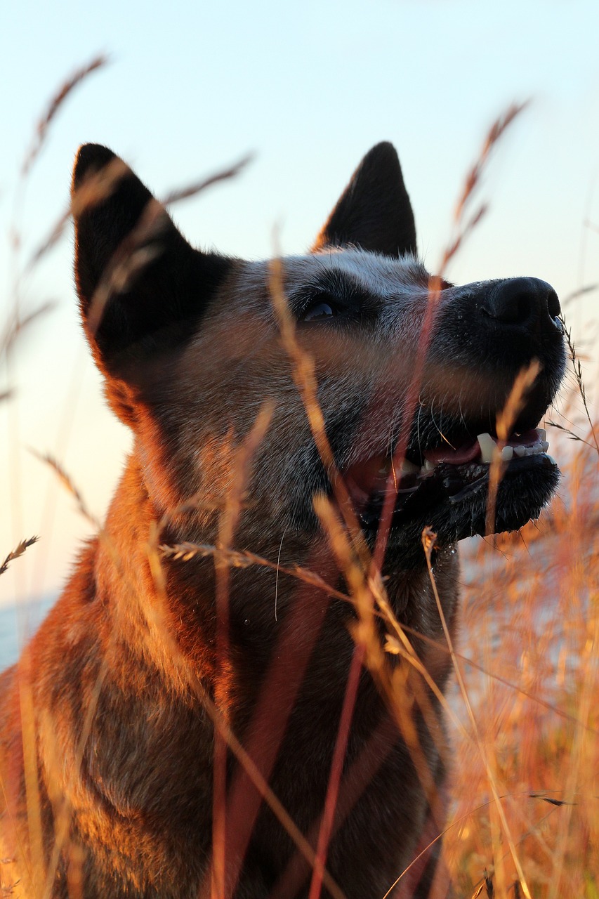 오스트레일리안 캐틀독(Australian Cattle Dog)5