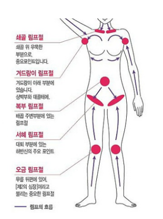림프구의 위치