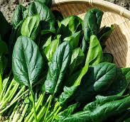 귀에 좋은 음식