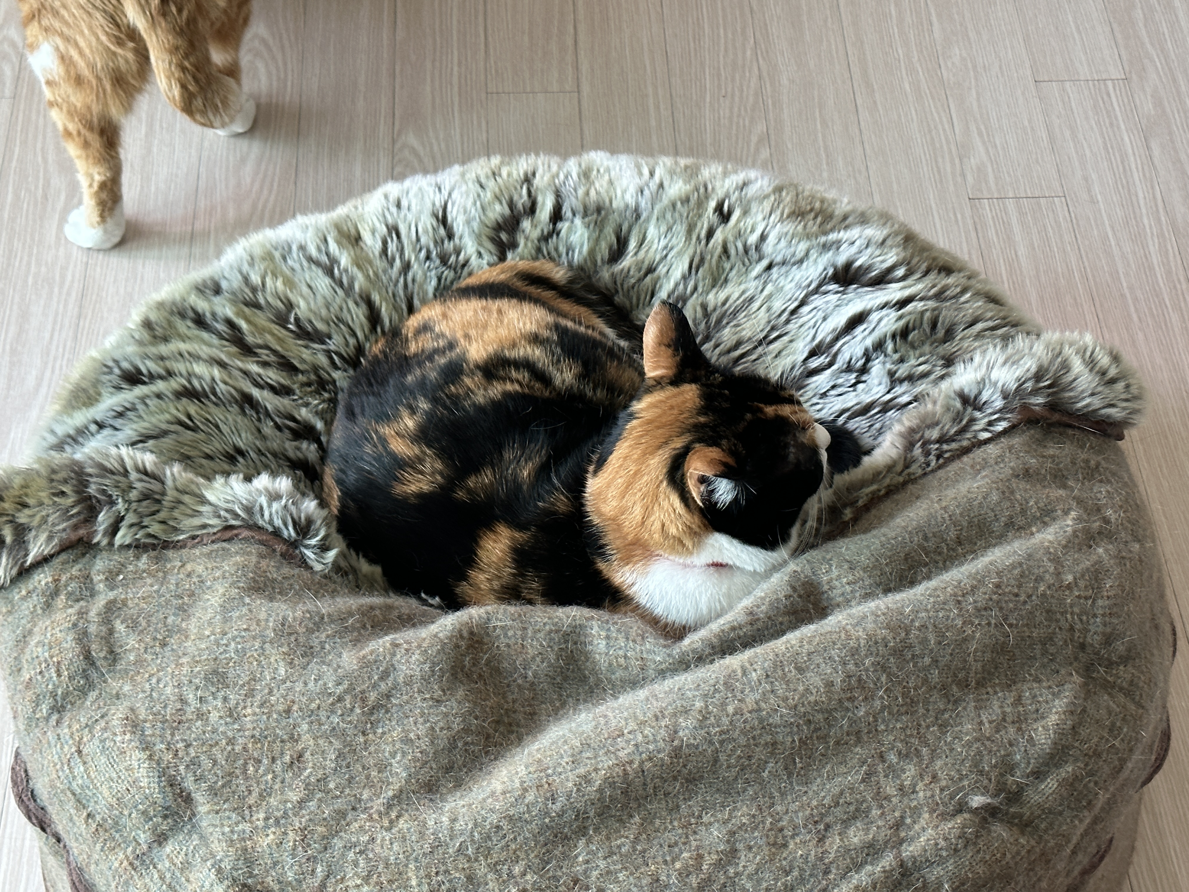 호야와 다다 커플의 터래기방석 사랑 (feat. 다다의 꾹꾹이!)