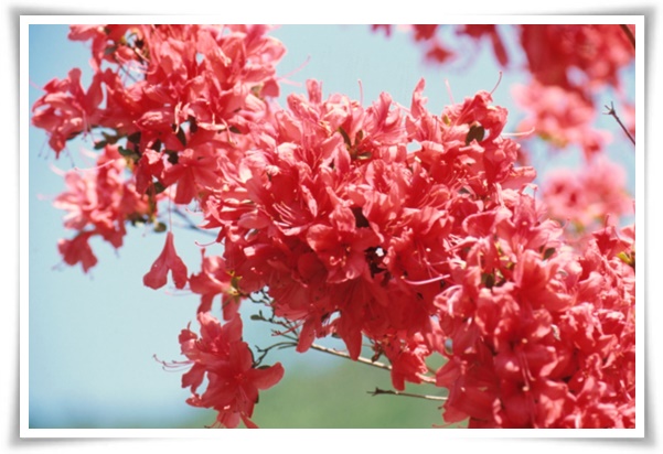 &quot;영산홍&quot; 봄날을 물들이는 활짝 핀 주홍빛 유혹의 매혹적인 꽃!