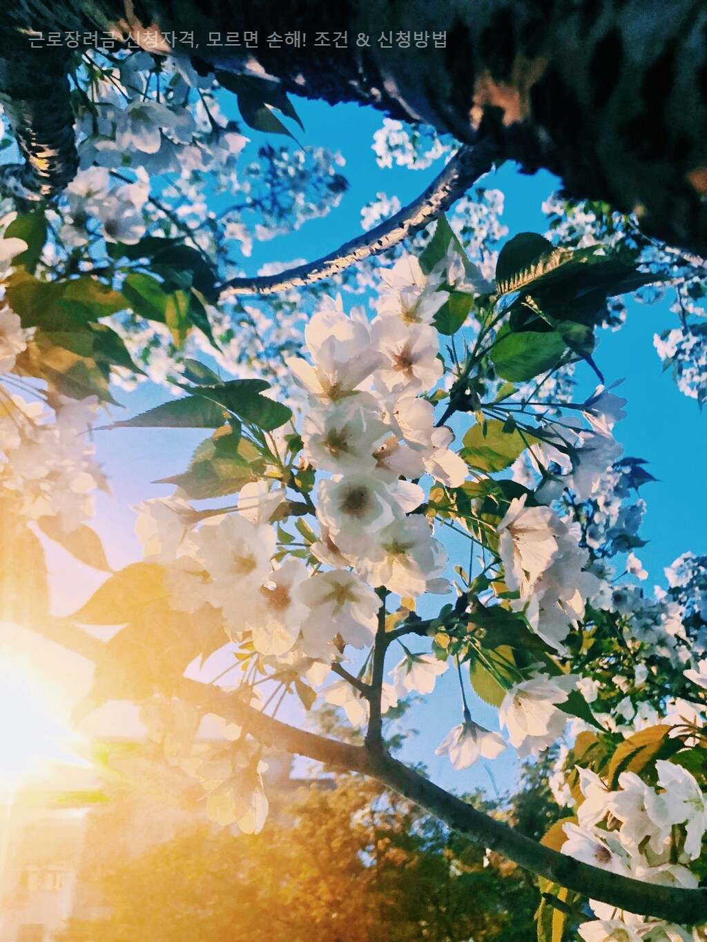 근로장려금 신청자격, 모르면 손해! 조건 & 신청방법