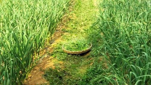 마늘-재배관리-수확시기-병충해-방제법