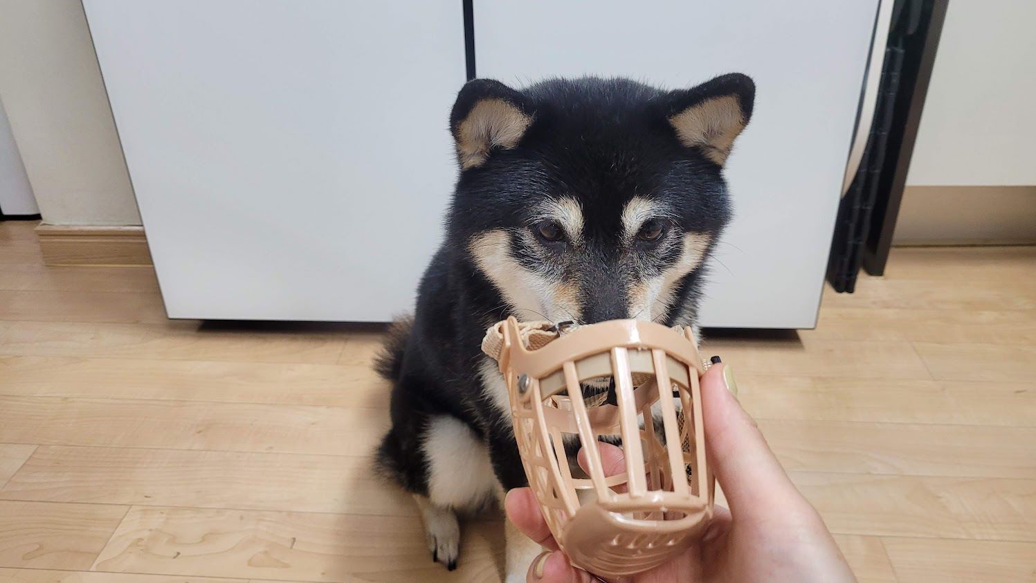 입마개 착용 연습중인 강아지