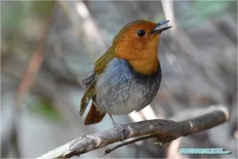 붉은가슴울새 영국 겨울 새 특징 매력 이미지_12