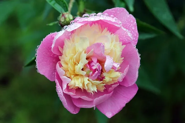 여름꽃 종류 모음 여름 꽃나무 추천 12가지 정리_9