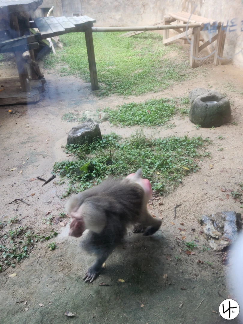 네-발로-뛰어다니는-망토원숭이