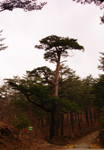 울진 가볼만한 곳 맛집 여행정보