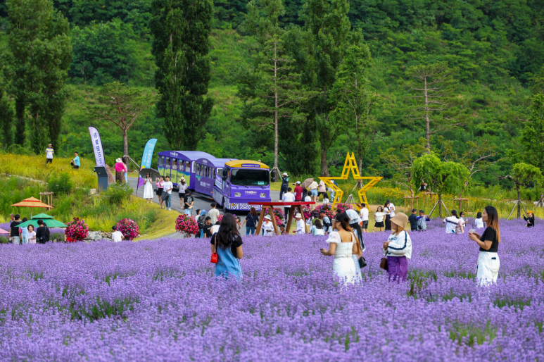 무릉별유천지 라벤더축제