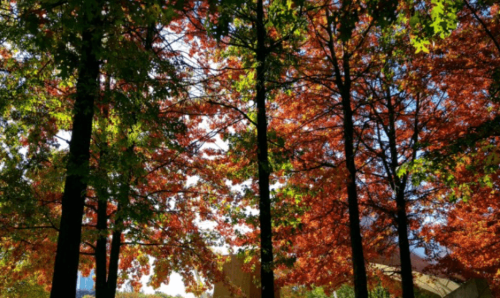 서울숲-빨간단풍