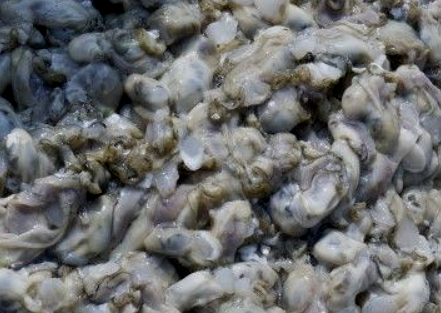 인어교주해적단