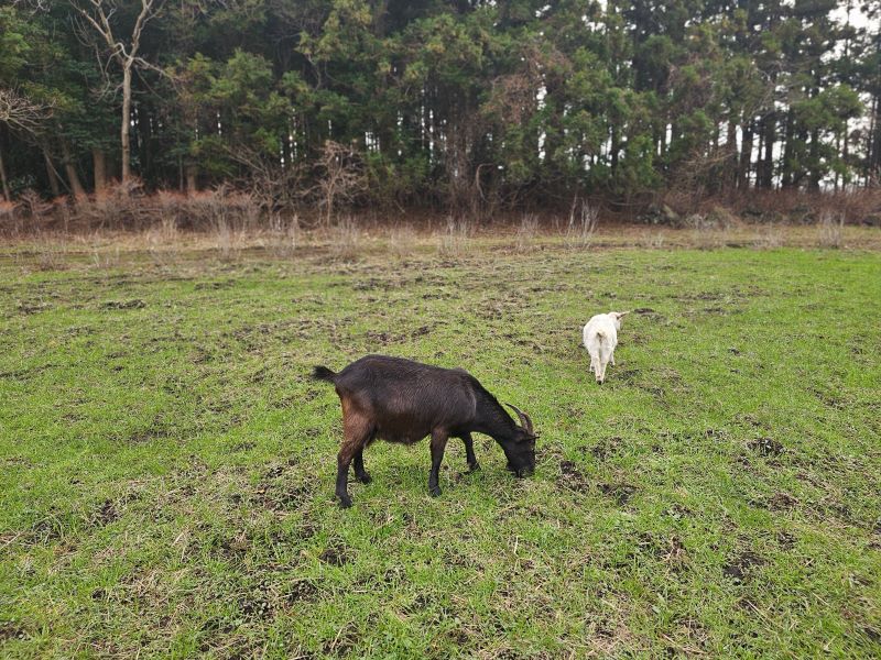 제주 비밀의 숲 넓은 들판에 풀을 뜯어 먹는 염소