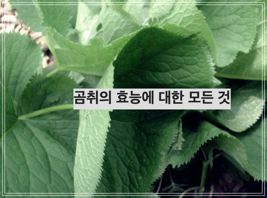곰취의 효능에 대한 모든 것
