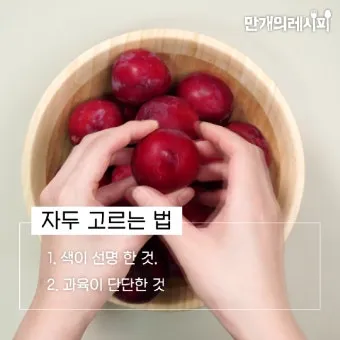 자두 보관법 수확시기 효능 자두청 만들기_4