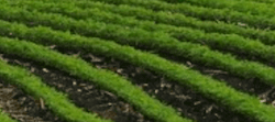 Tile 14
