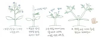순지르기 기초 측지유도 키작게유지 공간효율 관리 팁_3